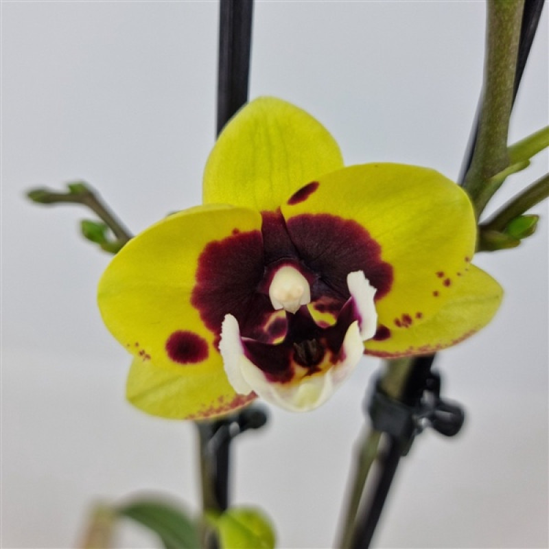 まよっぴー Орхидея Phal. Hybrid №465 big lip - купить, доставка Украина